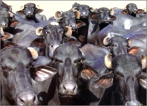 Fresh Frozen Halal Boneless Buffalo Meat From India